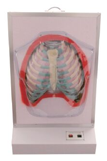 活动式人体呼吸模型（电动呼吸系统模型）