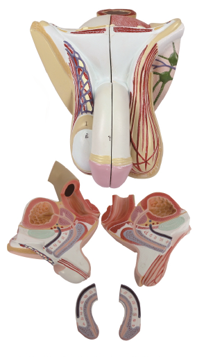 男性生殖器层次解剖模型