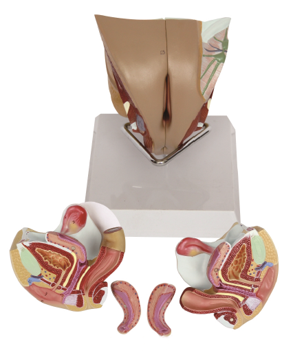 女性内外生殖器层次解剖模型