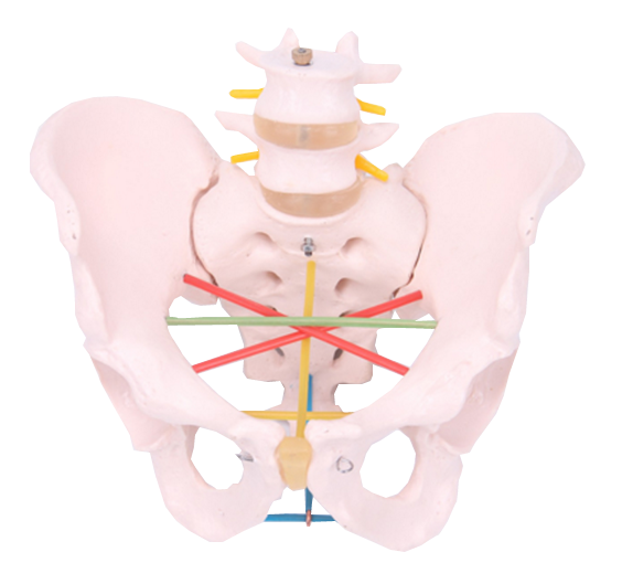 骨盆测量示教模型