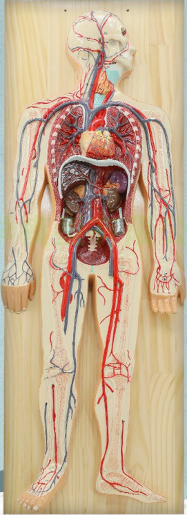 血液循环系统模型