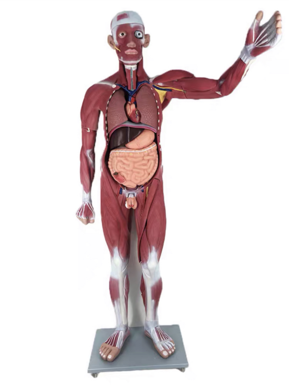 全身肌肉解剖附内脏器官模型